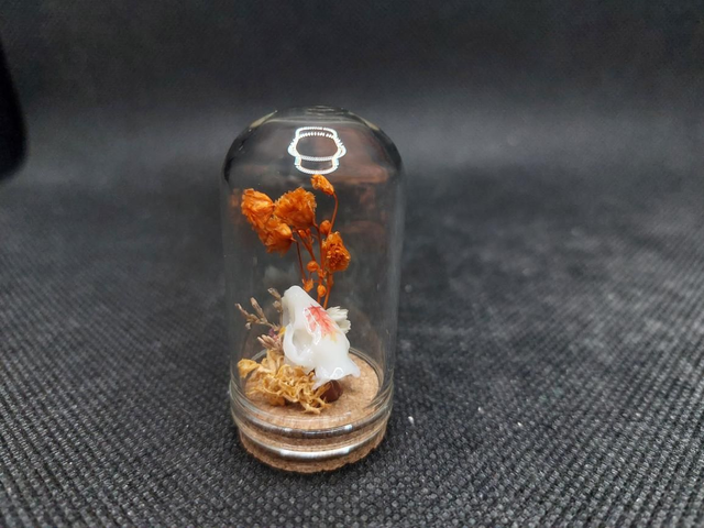 Mini-cloche crâne rongeur orange