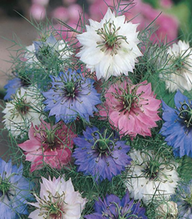 Nigella Persian Jewels