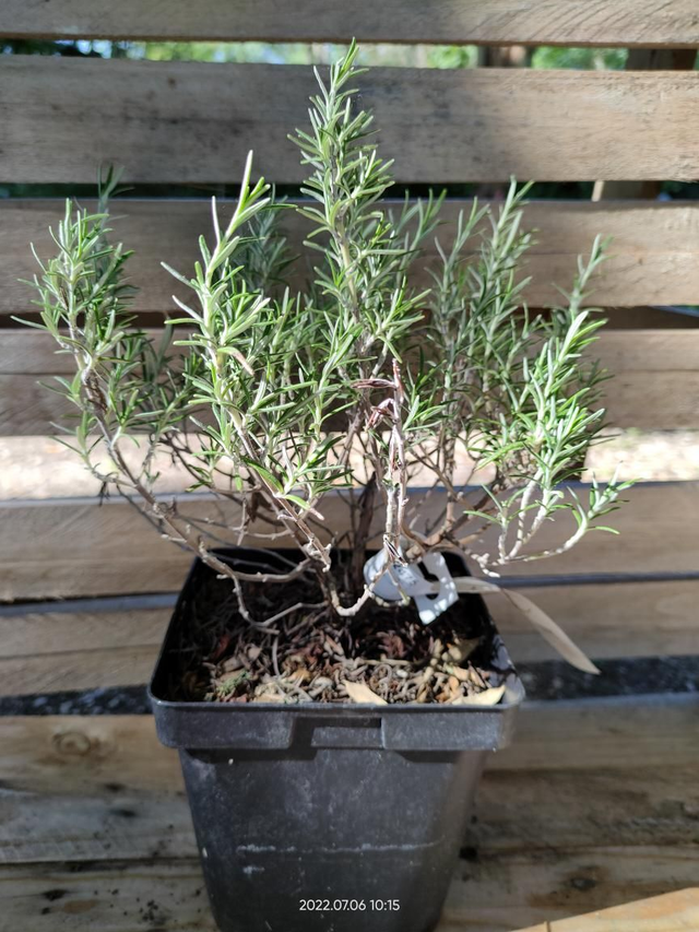 Rosmarinus officinalis 'Erectus' - Clt2