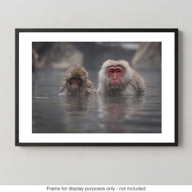 Snow Monkeys - Mr & Mrs Snow Monkey