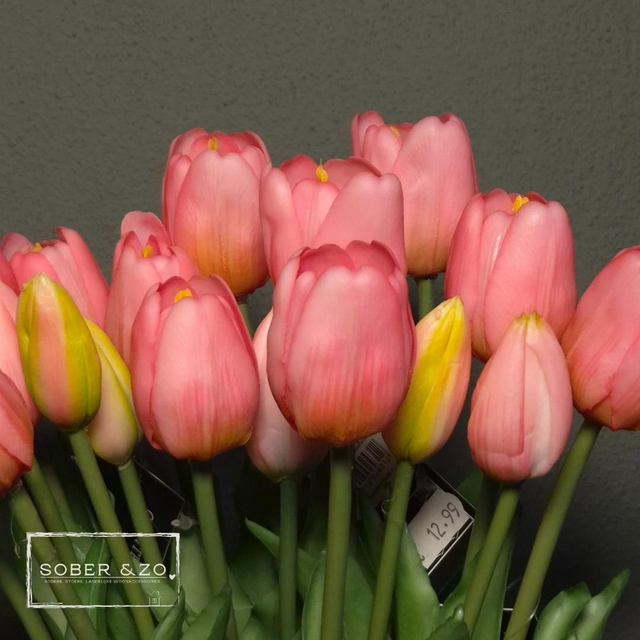 Tulp Countryfield roze, maat M