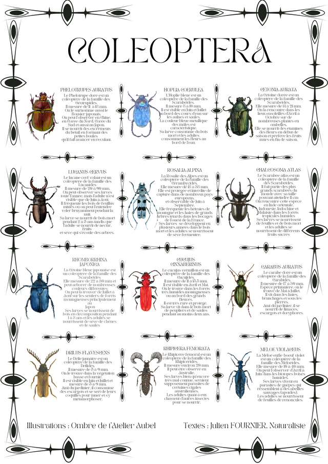 Affiche Coleoptera Rétro