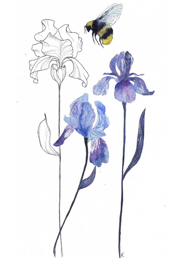 Iris