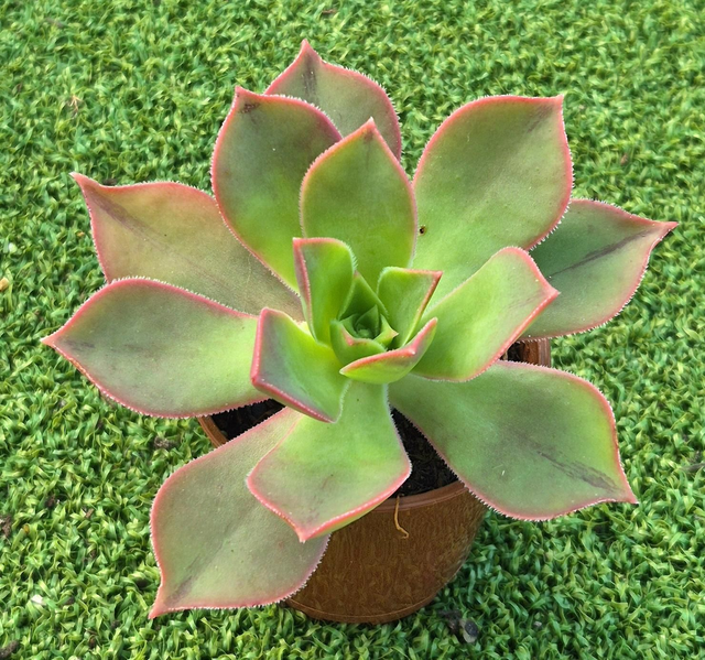Aeonium leucoblepharum 