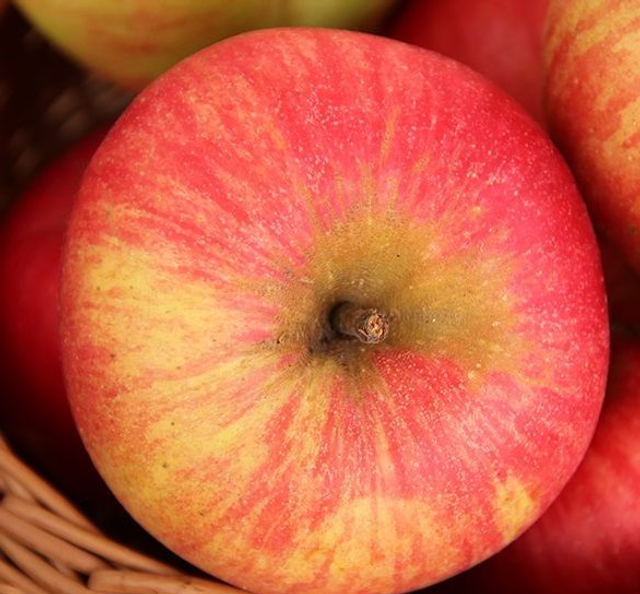 Apfel "INGOL" aus der Steiermark 2kg Paket