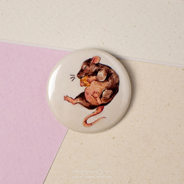 Szczurek | ZWIERZĘTA