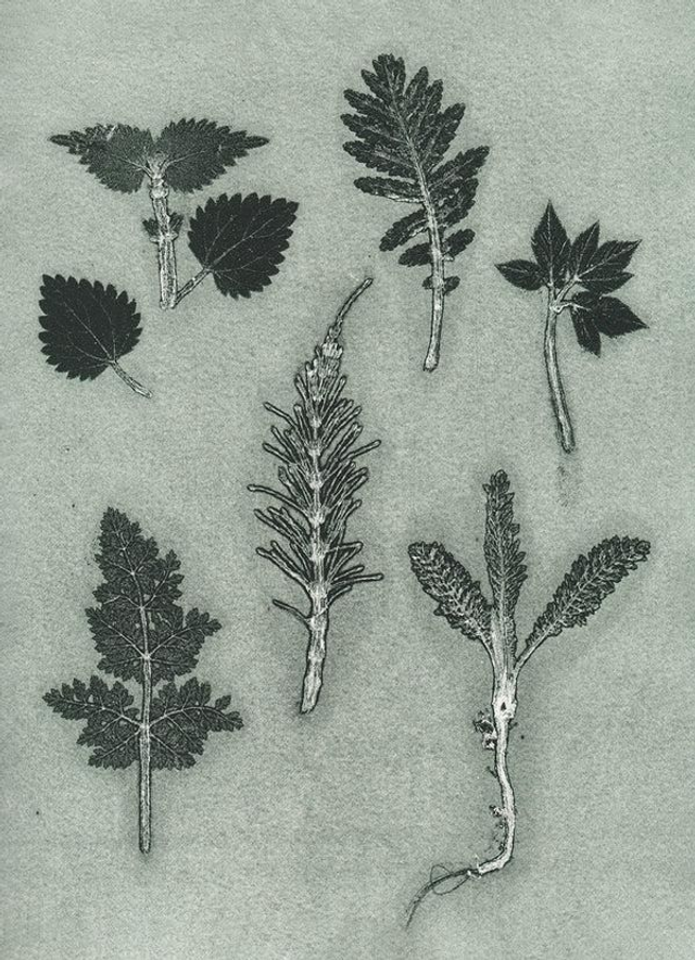 BotanikDruck Wilde Kräuter