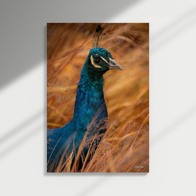 Dibond print - Pauw (2)