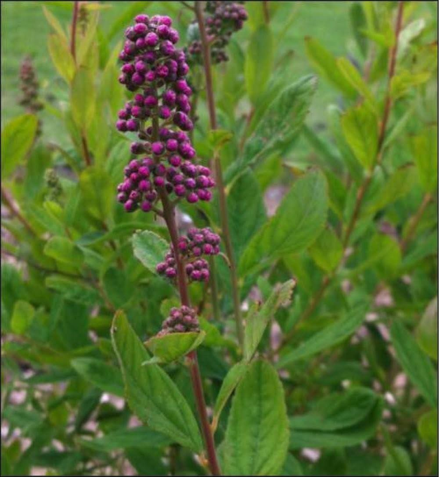 Spirea billardii - 1ltr pot