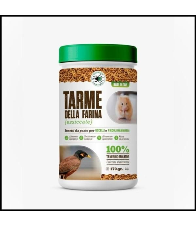 Tarme della farina essiccate