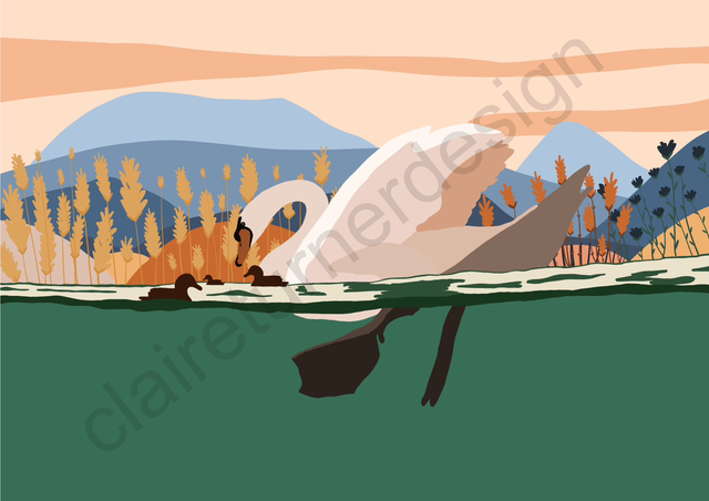 “Swan Family” Tirage Fine Art