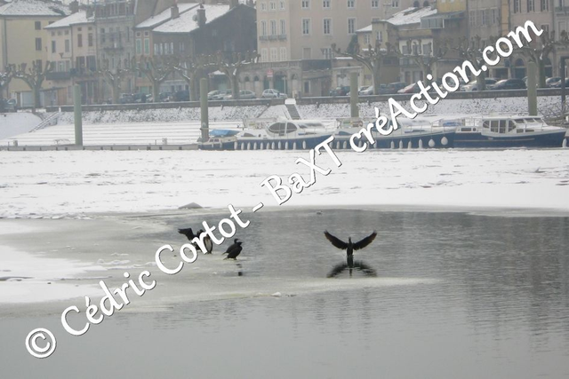 Impression sur alu dibond - Le petit monde du Vivant (ref 0243)