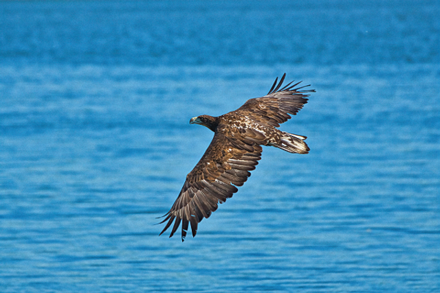 Pygargue à queue blanche