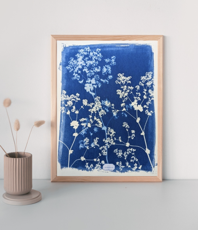 Cyanotype Alchemilla (30x40 cm) - n°341 - sans cadre