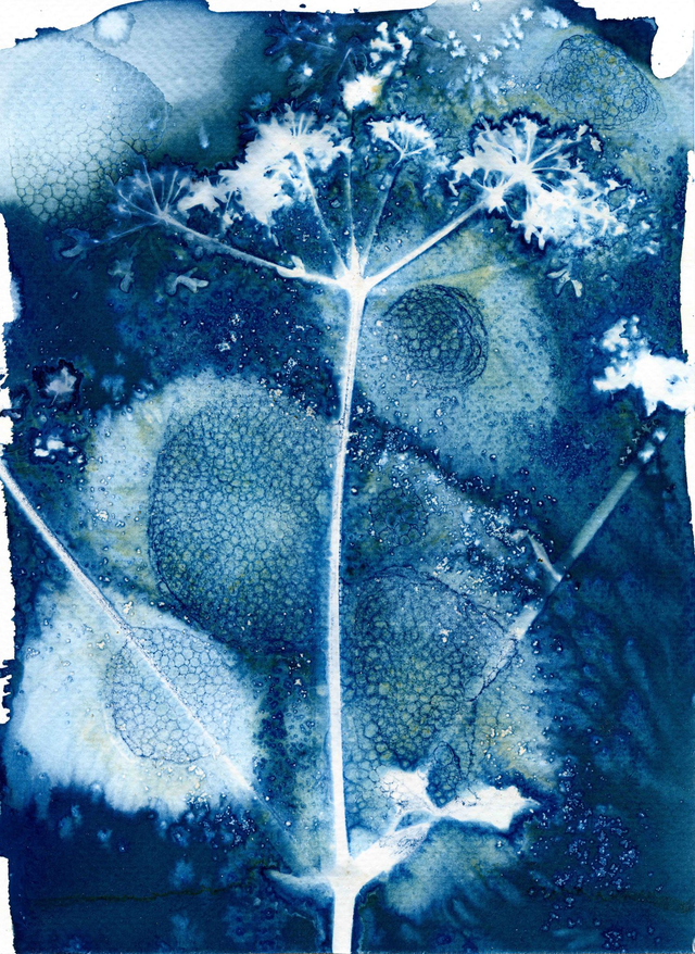 Cyanotype #2