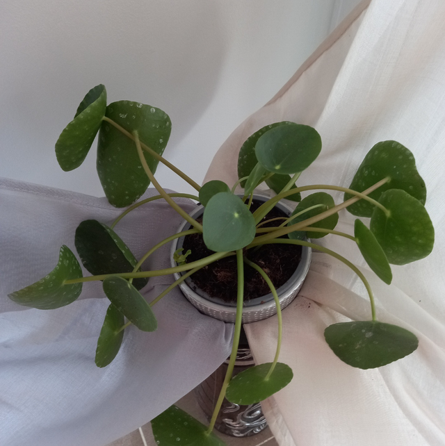 Piles peperomioides