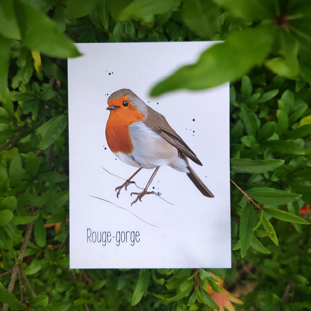 ROUGE-GORGE  - Carte format A6