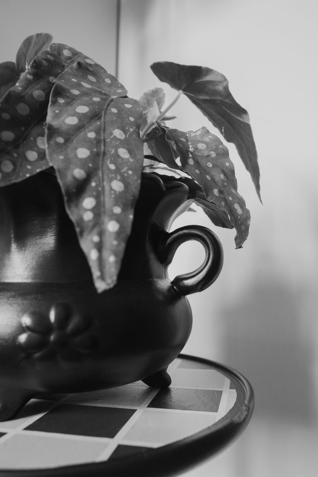 Botanical Witch 🌒 Cache-pot upcyclé