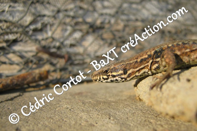 Impression sur alu dibond - Le petit monde du Vivant (ref 0222)