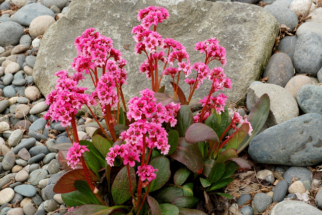 Bergenia DRAGONFLY™ ‘Sakura’ 1 litre