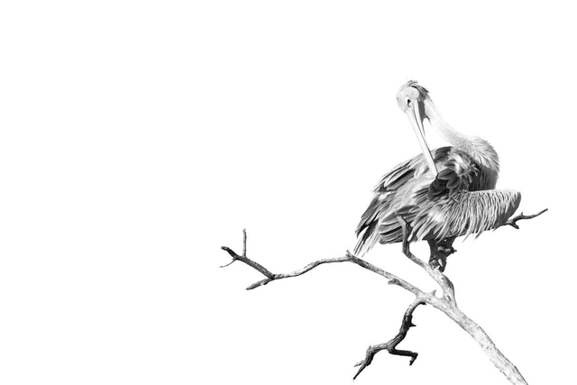 Tirage "Inspecteur Plum' "