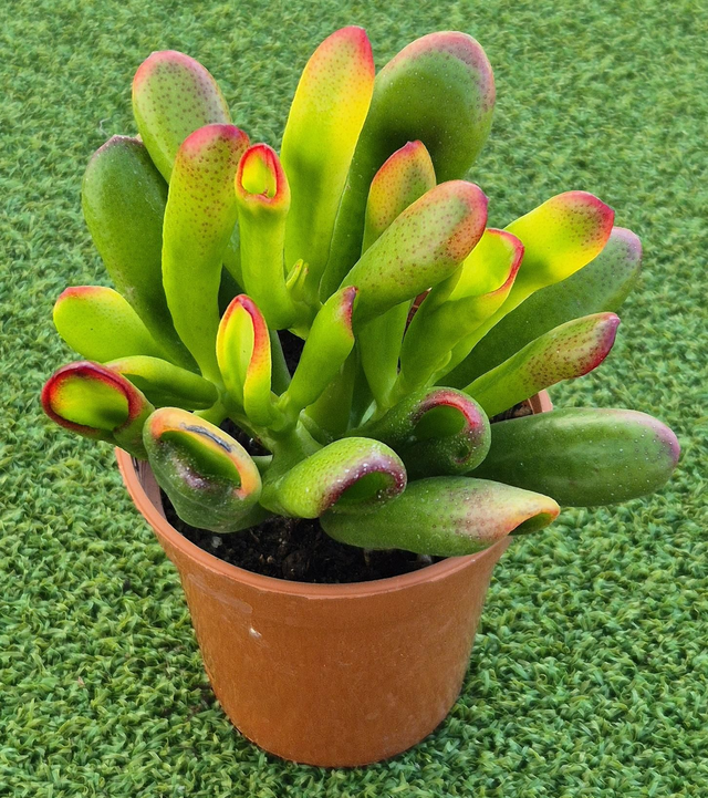 Crassula ovata 'Red Horn' 