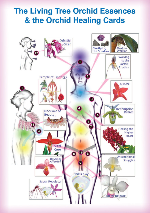 Booklet - Guide to the Orchid Healing Cards