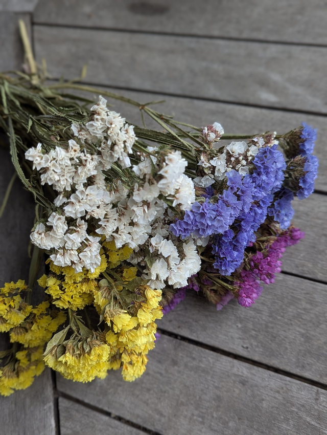 Fleurs séchées de Statices