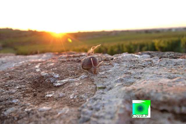 L'escargot au lever du jour.