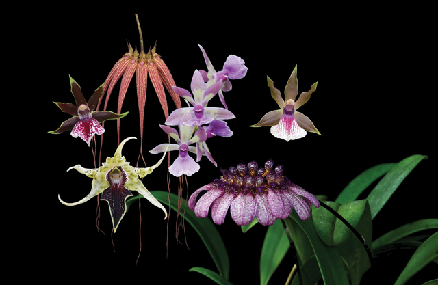 Revelation Combination Essence