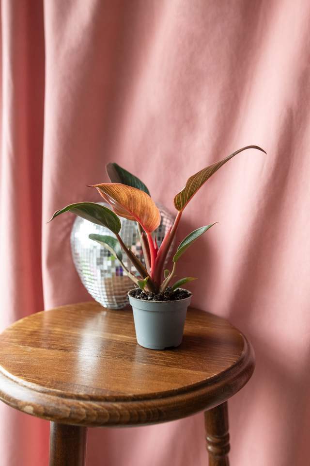 Philodendron Pink Bikini 🌿
