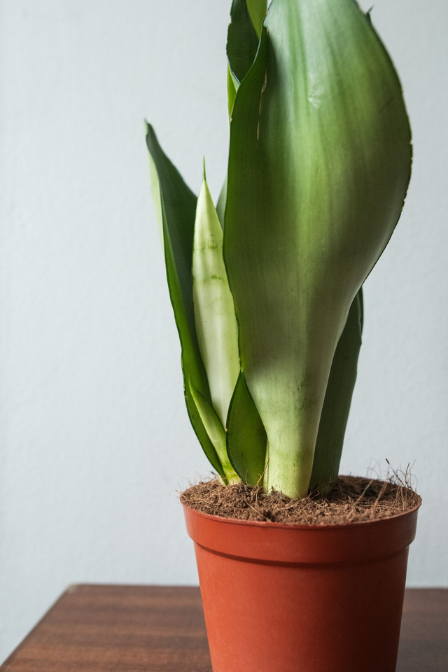 Sansevieria Trifasciata 'Moonshine' 🌿