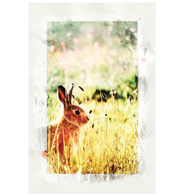 Hare Portrait Photo-wash 