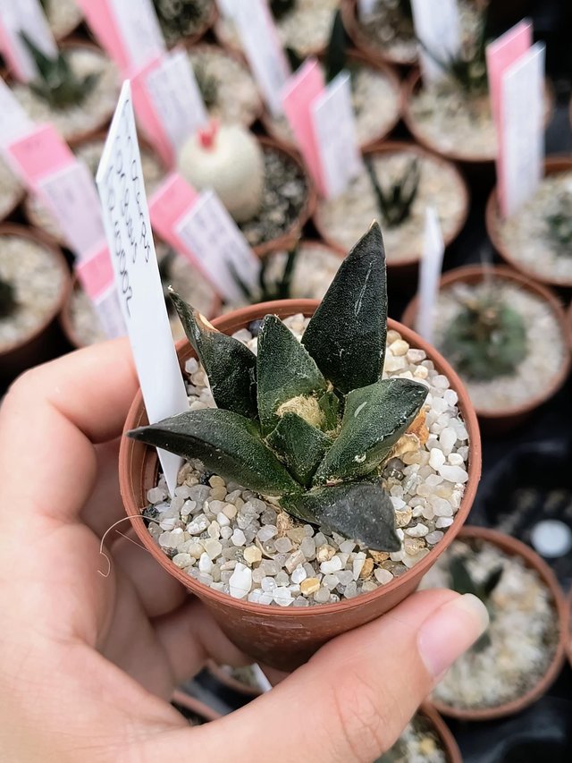 Ariocarpus confusus