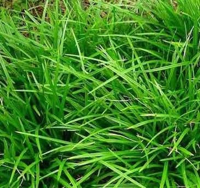 Carex 'Irish Green' P9