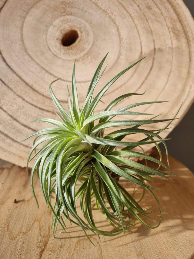 Tillandsia Rosy Gem (neglecta x striata) 