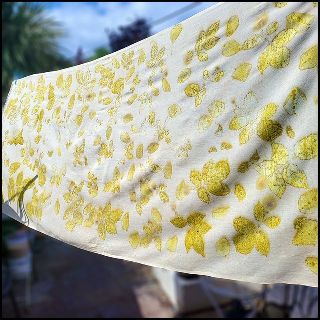 Organic Cotton Pashmina - Eco-Printed with white rose leaves and petals.