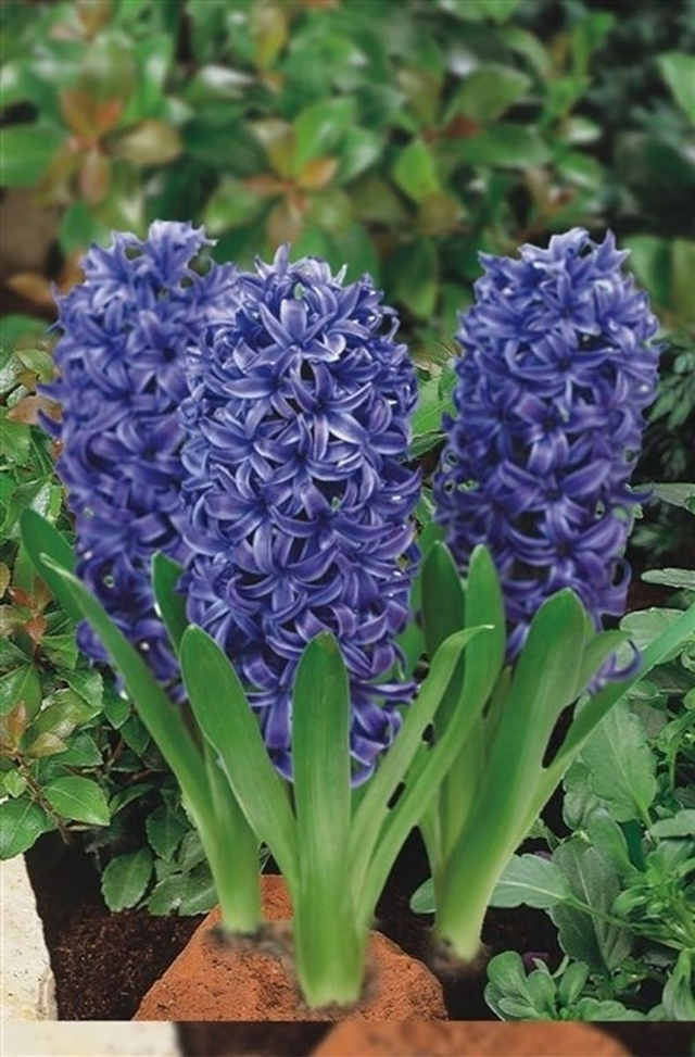 F03 . Hyacinthus Giacinto comune 'Blue Pearl'