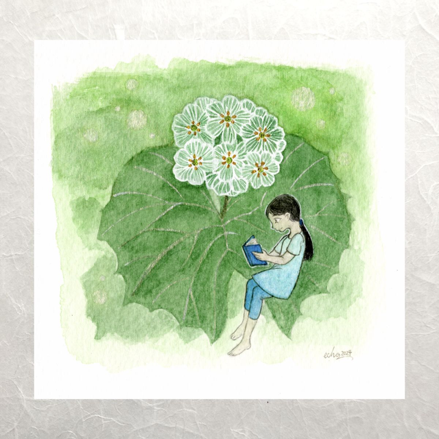 Herbarium - Diphylleia grayi