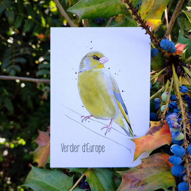 VERDIER D&#039;EUROPE - Carte format A6 