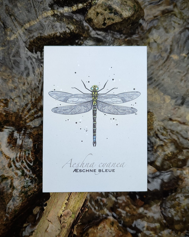 Aeschne bleue - Carte format A6
