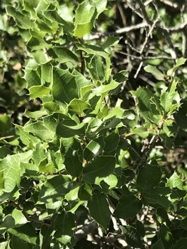 Chêne Kermès (Quercus coccifera) - Végétal local