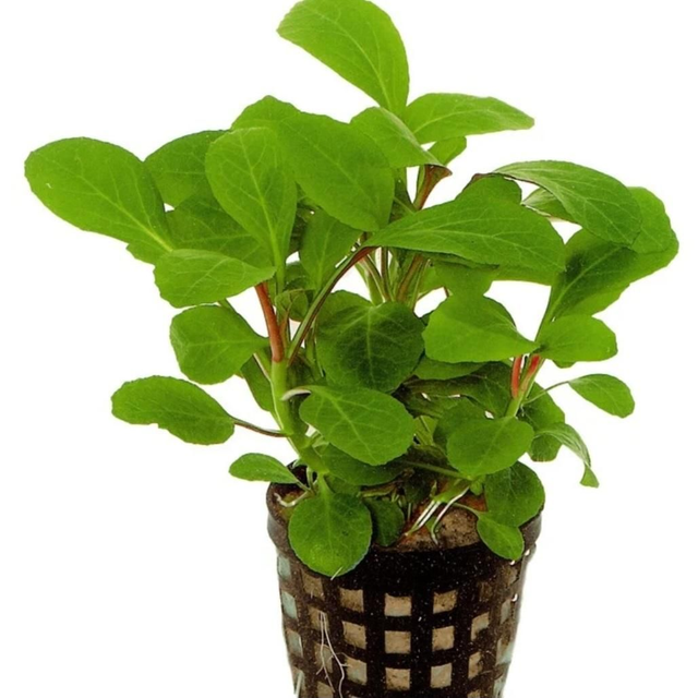 AP Lobelia Cardinalis 8715897272431