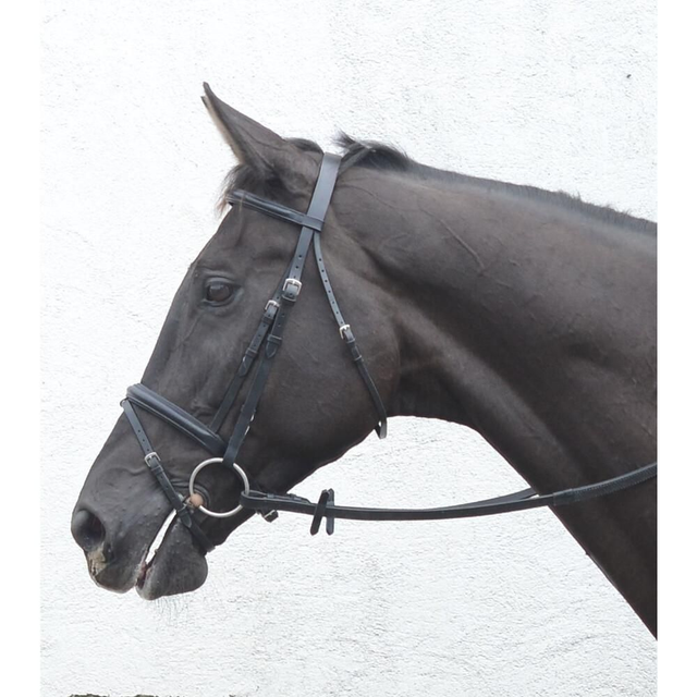 Mackey Classic Padded Flash Bridle 