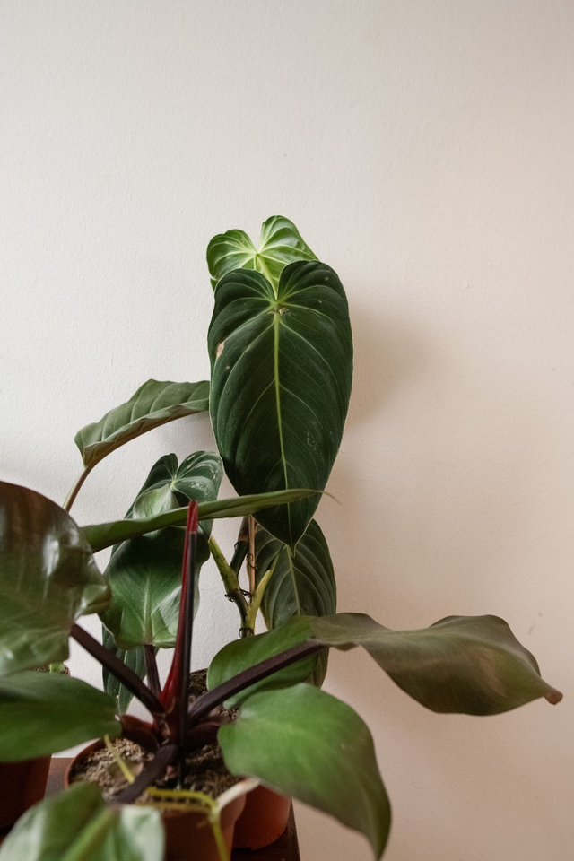 Philo Lover - Xmas Kit 🎀