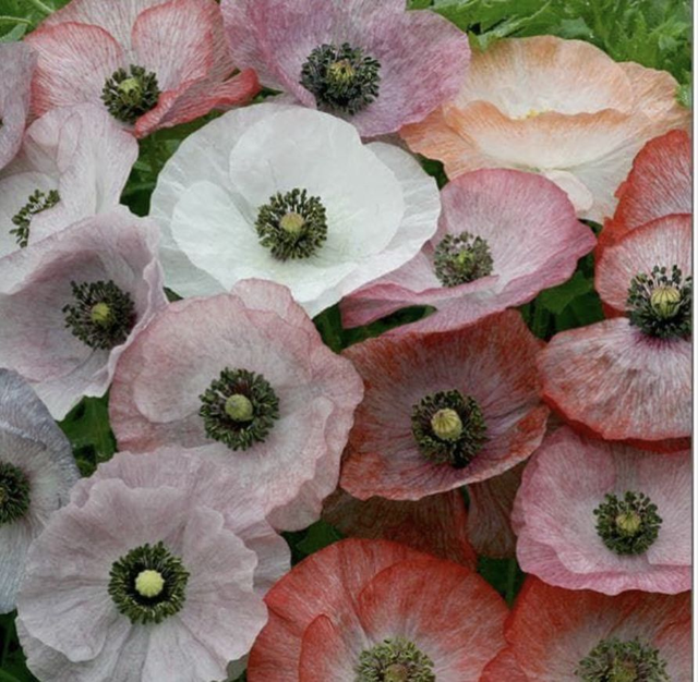 Poppy Mother of Pearl