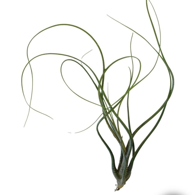 PT Tillandsia Butzii 8715897361661