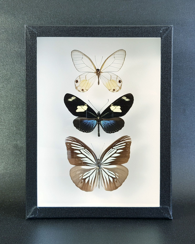 Trio lépidoptères