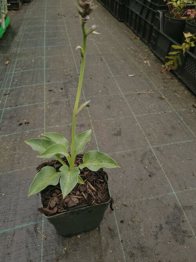 Hosta 'Blue Cadet' 1 litre 