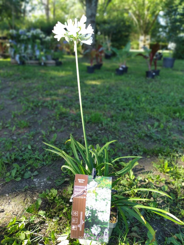 Agapanthe 'Bridal Bouquet' blanche - C2l